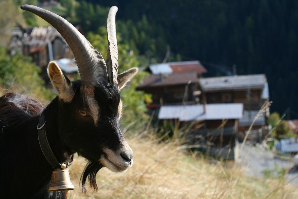 Gite L'Ermitage Veysonnaz Zewnętrze zdjęcie